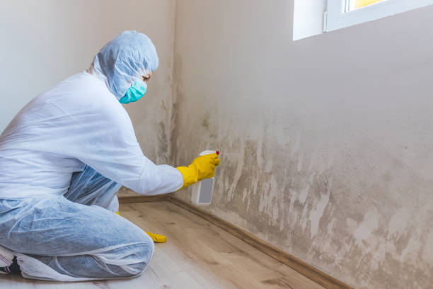 Licensed Basement Mold Remediation service in Brookshire, TX - 24 Hour Mold Removal