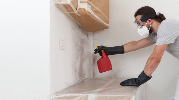 Professional Basement Mold Remediation technician working in Brookshire, TX