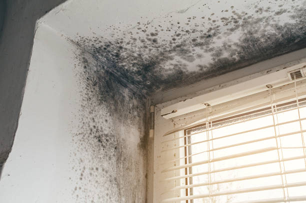 Affordable Basement Mold Remediation solutions in Brookshire, TX